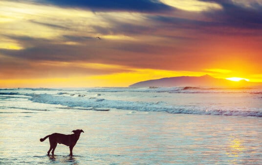 blog hund am strand