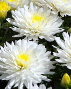 Chrysantheme Blumenbedeutung Beerdigung