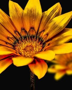 Gerbera Blumensymbolik Beerdigung