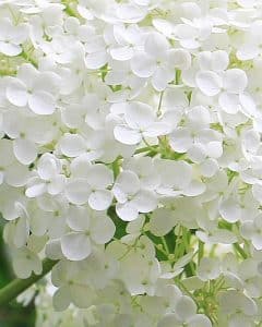 Hortensie Blumenbedeutung Beerdigung