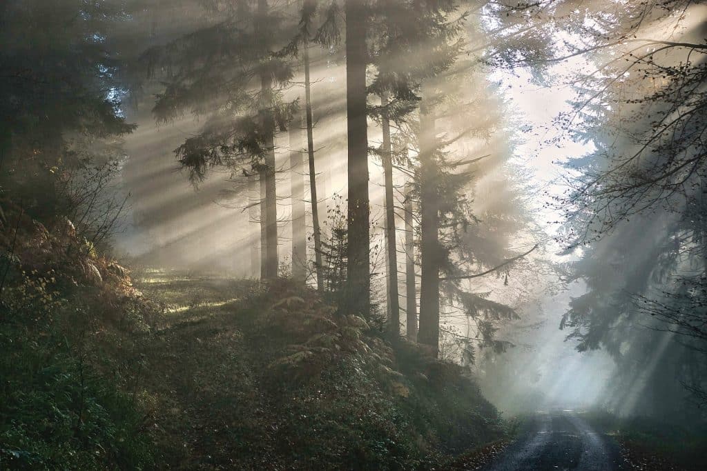 Sind Baumbestattungen und Waldbestattungen das Gleiche?